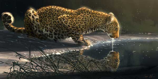aaronblaise-leopard-drinking-from-pool