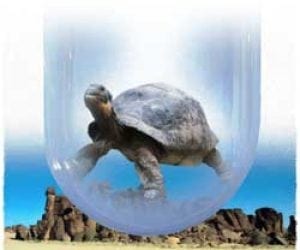 john-leben-tortoise