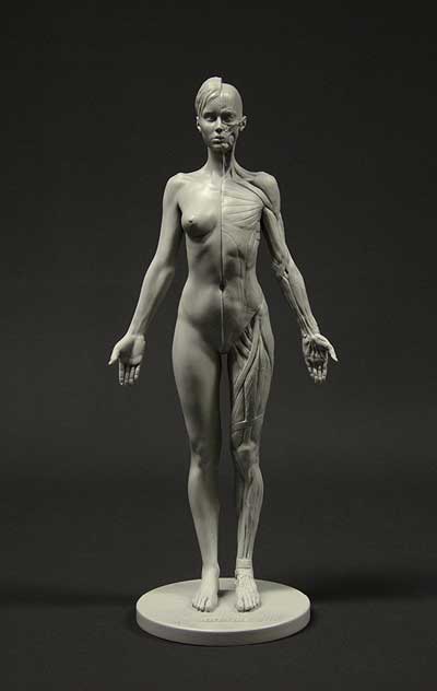 anatomy tools female figure in grey muscle structure