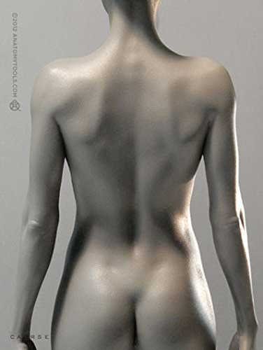 anatomy figures female back lower back detail