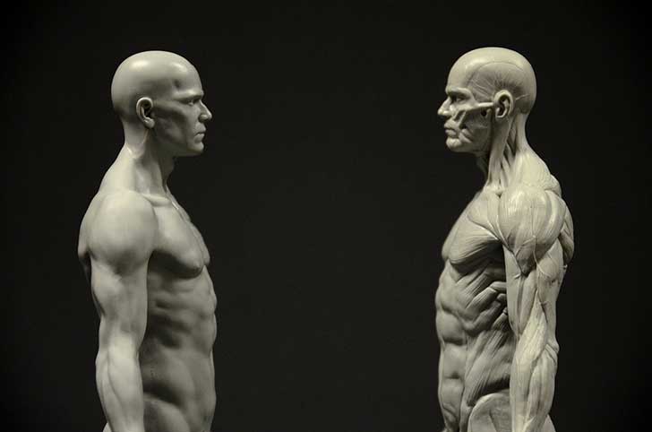 human anatomy figure for artists