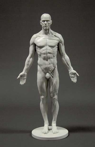anatomy tools male figure in grey with muscle detail