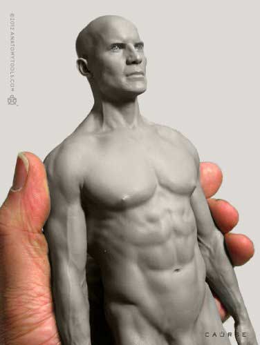 anatomy tools male figure in grey torso and head