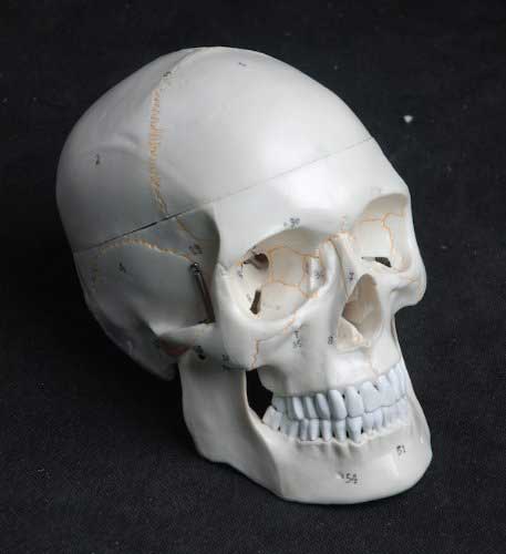 anatomy tools human skull life size