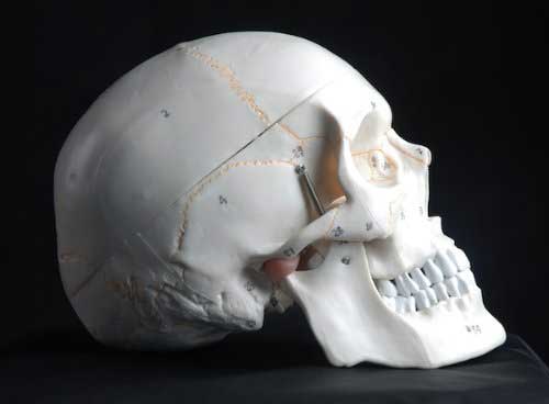 anatomy drawing tools human skull life size